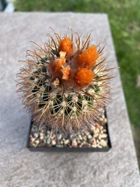 Parodia mairanana